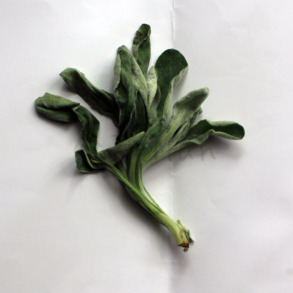 春の七草の「ごぎょう」