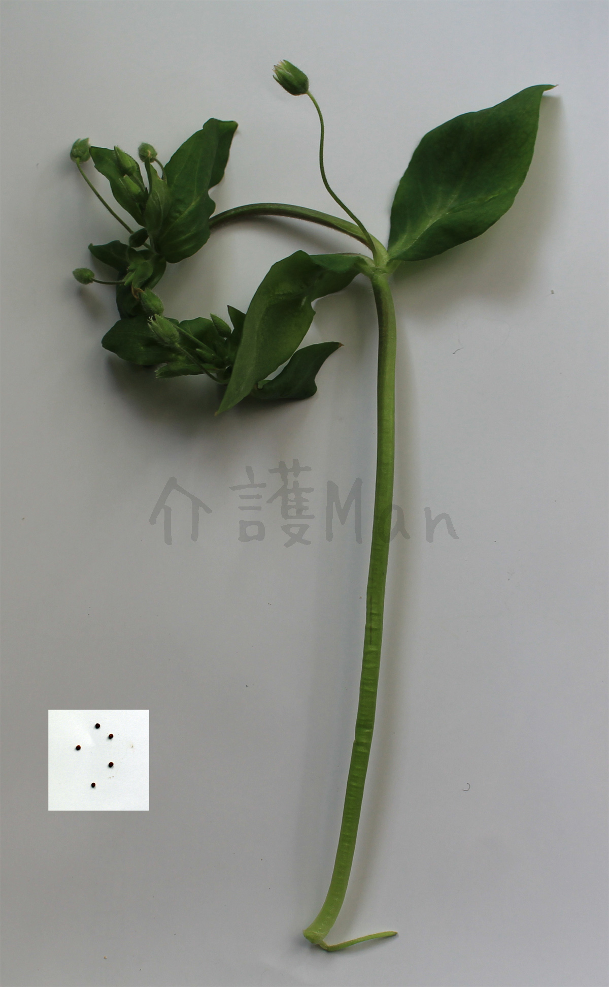 春の七草の「はこべら」