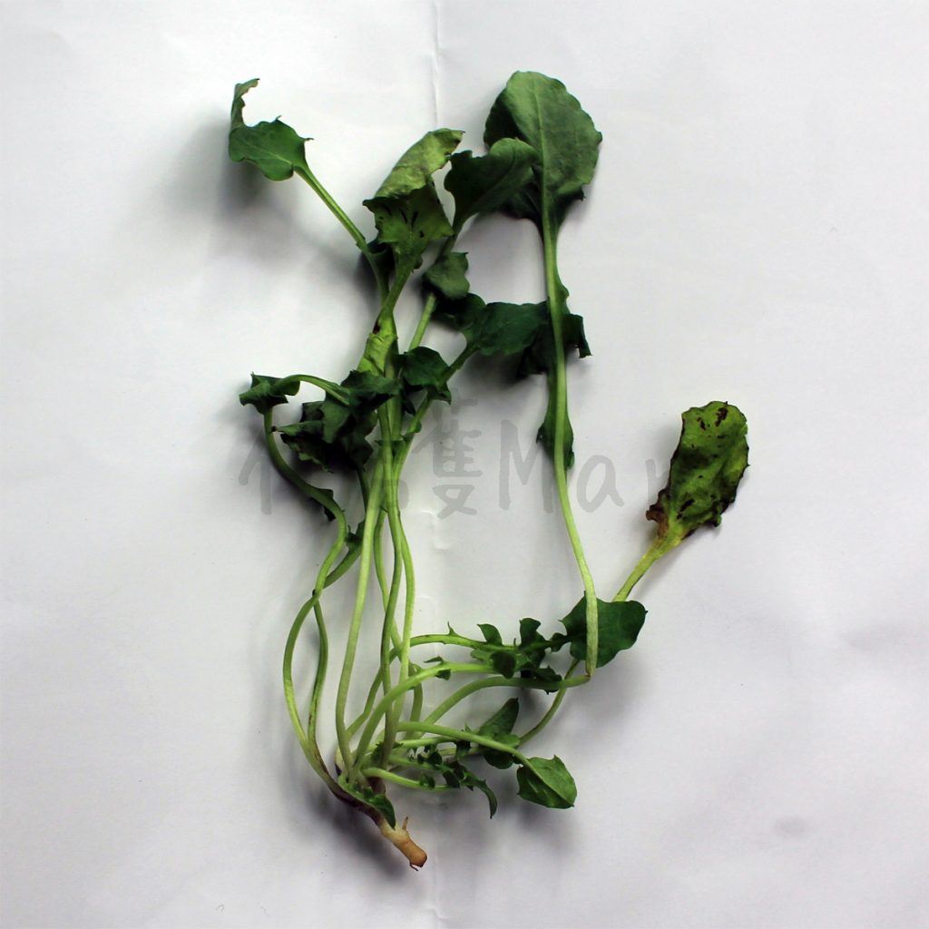 春の七草の「ほとけのざ」