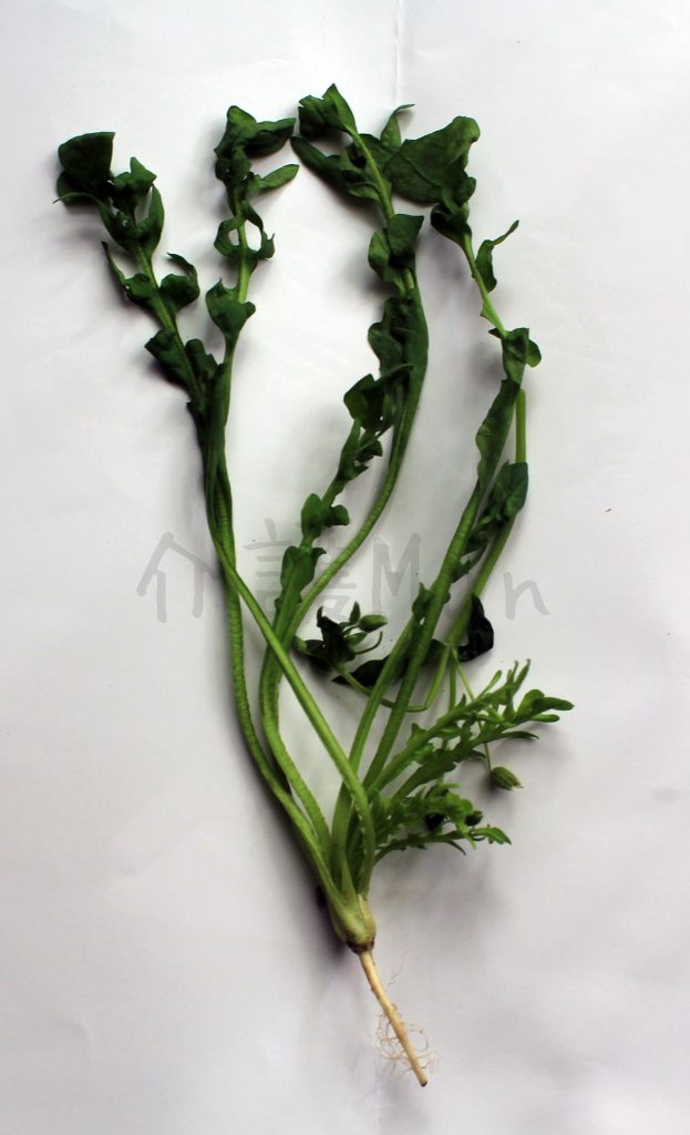 春の七草、もっと詳しく！写真&レシピ。 介護Man