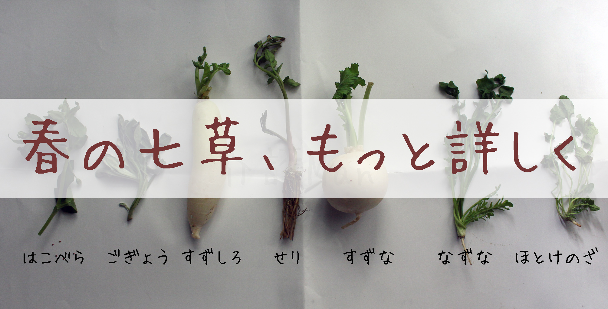 春の七草、もっと詳しく。タイトル用画像